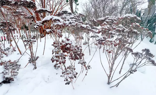 A mound of snow insulates dormant sedums in a garden bed in Long Island, N.Y., after a winter storm. (Jessica Damiano via AP)