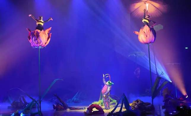 Acrobats from Cirque du Soleil rehearse for the show entitled 'Ovo' at The Royal Albert Hall, in London, Thursday, Jan. 8, 2026. (AP Photo/Kin Cheung)