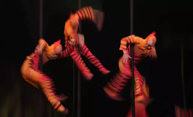 Acrobats from Cirque du Soleil rehearse for the show entitled 'Ovo' at The Royal Albert Hall, in London, Thursday, Jan. 8, 2026. (AP Photo/Kin Cheung)