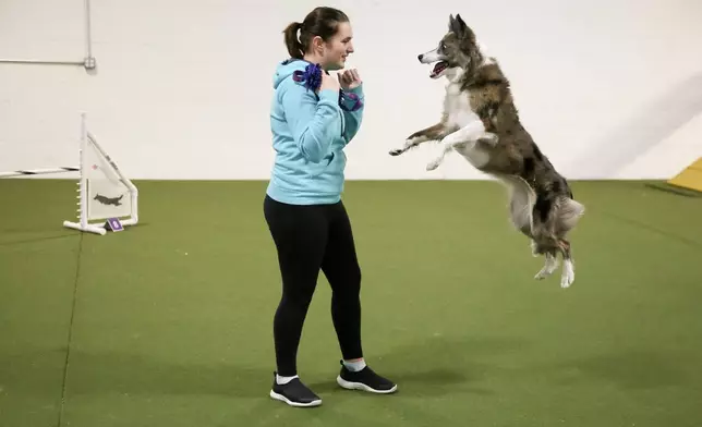 Emily Klarman, a Westminster Masters Agility Championship-winning dog handler, plays with Swish, a border collie, after a practice run at UDog Agility in Huntingdon Valley, Pa., on Thursday, Jan. 15, 2026. (AP Photo/Jennifer Peltz)