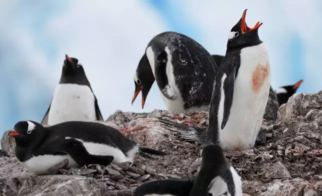 FILE - Gentoo penguins nest at Neko Harbour in Antarctica, Nov. 22, 2025. (AP Photo/Mark Baker, File)