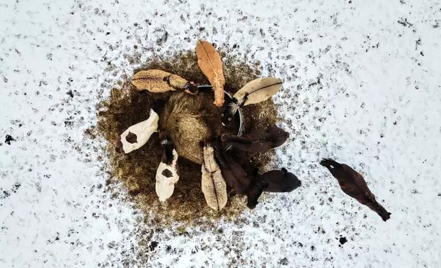 Horses eat hay from a box at a stud farm in Wehrheim near Frankfurt, Germany, Thursday, Jan. 8, 2026. (AP Photo/Michael Probst)