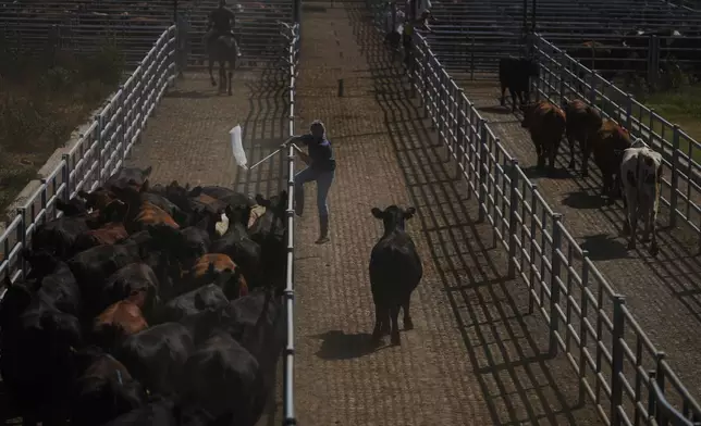 A worker moves cattle at the Agricultural and Livestock Market in Canuelas, Argentina, Tuesday, Jan. 13, 2026. (AP Photo/Natacha Pisarenko)