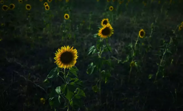 Sunflowers stand in a field in Lobos, Argentina, Tuesday, Jan. 13, 2026. (AP Photo/Natacha Pisarenko)