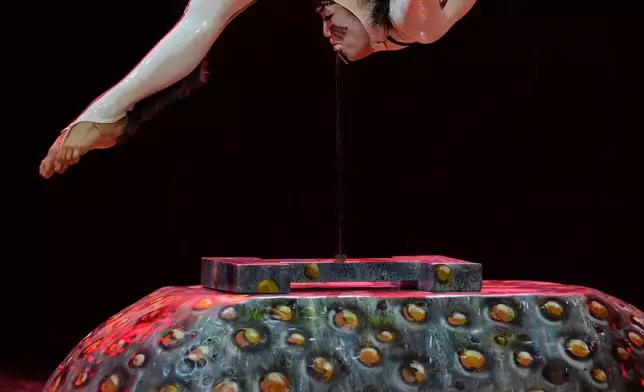 FILE - A Cirque du Soleil acrobat rehearses for the company's upcoming show "Ovo" at the Royal Albert Hall, in London, Jan. 8, 2026. (AP Photo/Kin Cheung, File)