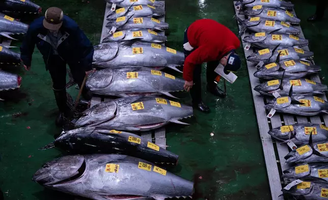 Wholesalers inspect bluefin tuna at the New Year's tuna auction at Toyosu fish market in Tokyo, Monday, Jan. 5, 2026. (AP Photo/Louise Delmotte)