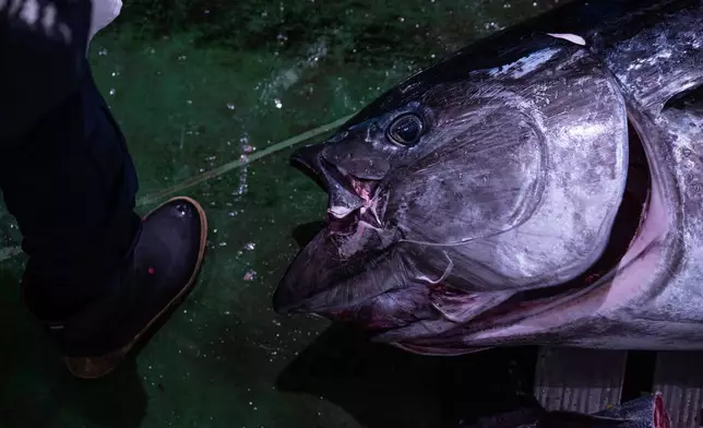 Wholesalers inspect bluefin tuna at the New Year's tuna auction at Toyosu fish market in Tokyo, Monday, Jan. 5, 2026. (AP Photo/Louise Delmotte)