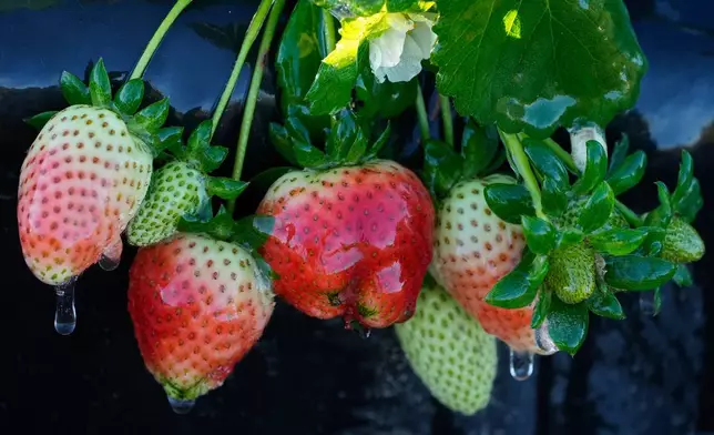 A protective coating of ice clings to strawberries in sub-freezing temperatures at a field Friday, Jan. 16, 2026, in Plant City, Fla. (AP Photo/Chris O'Meara)