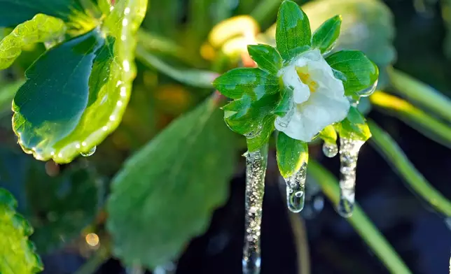 A protective coating of ice clings to a strawberry flower in sub-freezing temperatures at a field Friday, Jan. 16, 2026, in Plant City, Fla. (AP Photo/Chris O'Meara)