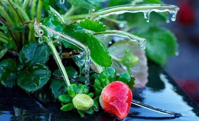 A protective coating of ice clings to a strawberry plant in sub-freezing temperatures at a field Friday, Jan. 16, 2026, in Plant City, Fla. (AP Photo/Chris O'Meara)