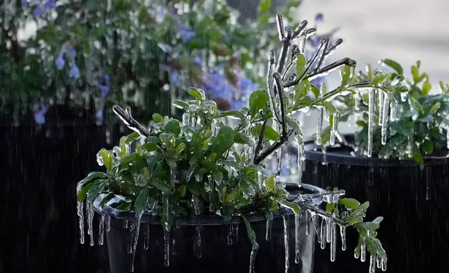 A protective coating of ice clings to ornamental plants in sub-freezing temperatures at a business Friday, Jan. 16, 2026, in Plant City, Fla. (AP Photo/Chris O'Meara)