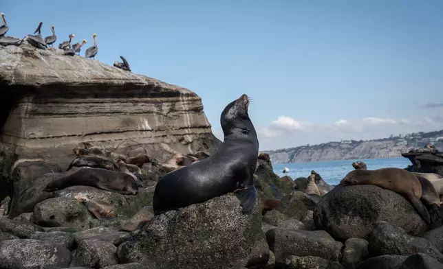 A sea lion basks in the sun in La Jolla, Calif., Wednesday, Dec. 3, 2025. (AP Photo/Annika Hammerschlag)