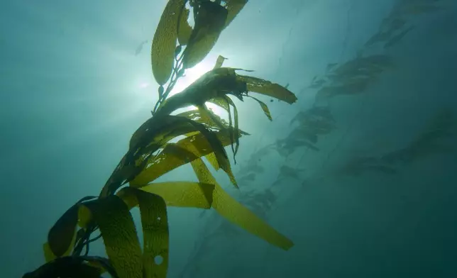 Strands of kelp rise from a thinned kelp forest in La Jolla, Calif., Tuesday, Dec. 2, 2025. (AP Photo/Annika Hammerschlag)