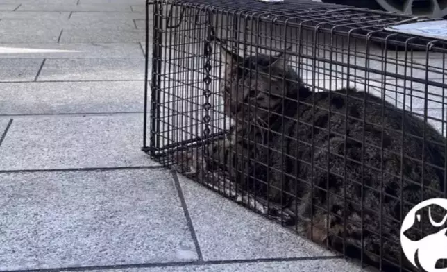 Photo source: FB of SPCA