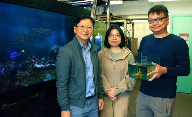 A research team led by Professor Qiu Jianwen (left), with members including Dr Li Yixuan, Post-doctoral Research Fellow (middle) and Loke Haixin, PhD student (right) of the Department of Biology at HKBU, discovered two new species of soft corals, Parasphaerasclera dimorpha sp. nov. and Paraminabea inflata sp. nov., from the waters of Hong Kong and Zhuhai respectively. Photo source: HKBU