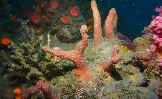 New soft corals species: Parasphaerasclera dimorpha sp. nov. Photo source: HKBU