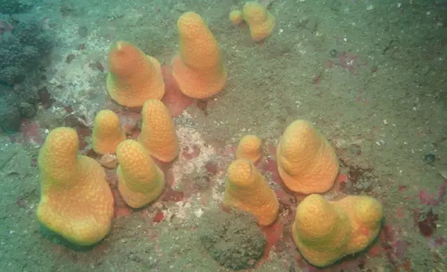 New soft coral species Paraminabea inflata sp. nov. in the field. Photo source: HKBU