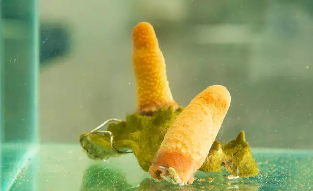 New soft coral species Paraminabea inflata sp. nov. in laboratory. Photo source: HKBU