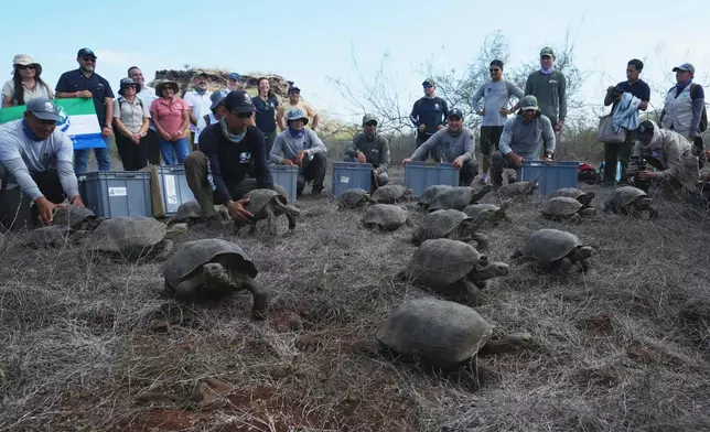 Juvenile giant tortoises are released on Floreana Island as part of a project to reintroduce the species to its native habitat in the Galapagos Islands, Ecuador, Friday, Feb. 20, 2026. (AP Photo/Dolores Ochoa)