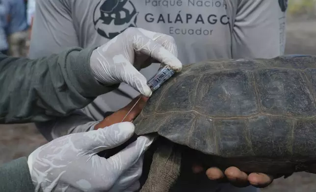 Galapagos National Park rangers attach a tracking device to a juvenile giant tortoise before its release on Floreana Island as part of a project to reintroduce the species to its native habitat in the Galapagos Islands, Ecuador, Friday, Feb. 20, 2026. (AP Photo/Dolores Ochoa)