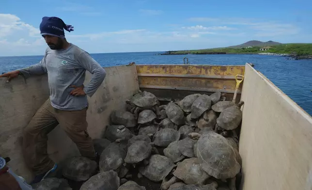 Juvenile giant tortoises are transported from a breeding center on Santa Cruz to Floreana Island for release as part of a project to reintroduce the giant tortoise to its native island in the Galapagos Islands, Ecuador, Thursday, Feb. 19, 2026. (AP Photo/Dolores Ochoa)