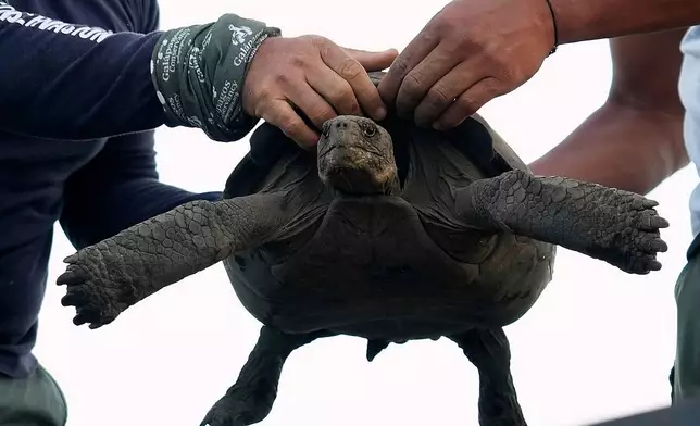 Galapagos National Park rangers unload juvenile giant tortoises on Floreana Island after transporting them from a breeding center in Santa Cruz Island, for release as part of a project to reintroduce the species to its native island in the Galapagos Islands, Ecuador, Thursday, Feb. 19, 2026. (AP Photo/Dolores Ochoa)