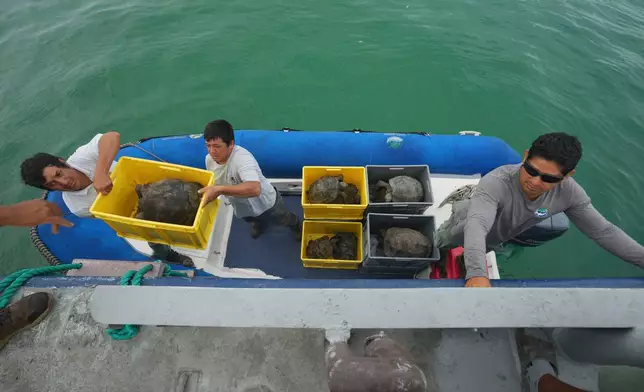 Galapagos National Park rangers unload juvenile giant tortoises on Floreana Island after transporting them from a breeding center in Santa Cruz as part of a project to reintroduce the Floreana giant tortoise to its native island in the Galapagos Islands, Ecuador, Thursday, Feb. 19, 2026. (AP Photo/Dolores Ochoa)