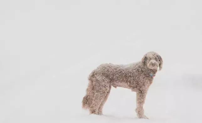 Snow comes down on a dog as traffic is backed up and motorists exit their vehicles along interstate 80 during a storm Thursday, Feb. 19, 2026, near Soda Springs, Calif. (AP Photo/Godofredo A. Vásquez)