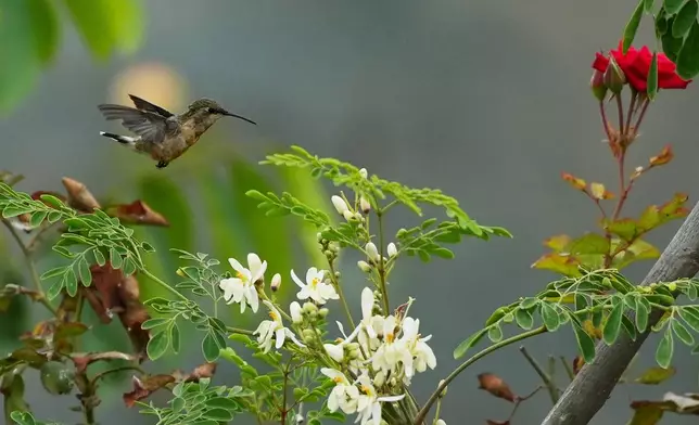 FILE - A hummingbird feeds on nectar from a moringa flower at the Praderas de Vida nursery in the San Juan de Miraflores district in Lima, Peru, Jan. 31, 2026. (AP Photo/Guadalupe Pardo, File)