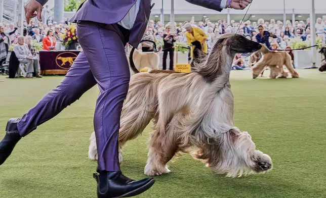 FILE — Handler Willy Santiago competes with Afghan Hound Zaida during breed group judging at the 148th Westminster Kennel Club Dog show, in this May 13, 2024 file image, at the USTA Billie Jean King National Tennis Center in New York. (AP Photo/Julia Nikhinson, File)