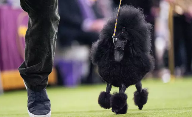 A black toy poodle walks in the demo ring at the 150th Westminster Kennel Club Dog Show, Monday, Feb. 2, 2026, in New York. (AP Photo/Angelina Katsanis)