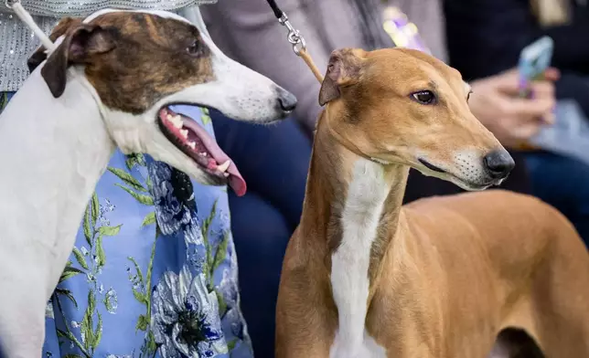 Dogs prepare to walk through the demo ring during the 150th Westminster Kennel Club Dog Show, Monday, Feb. 2, 2026, in New York. (AP Photo/Angelina Katsanis)