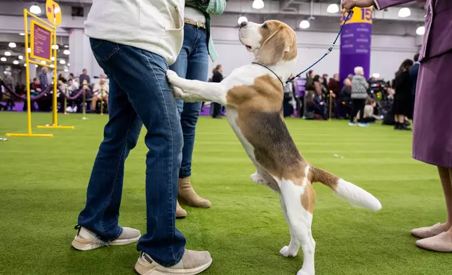 Wilbur the beagle, a blue triangle beagle canine actor known for his role in "The Rip," jumps onto his handler's legs at the 150th Westminster Kennel Club Dog Show, Monday, Feb. 2, 2026, in New York. (AP Photo/Angelina Katsanis)