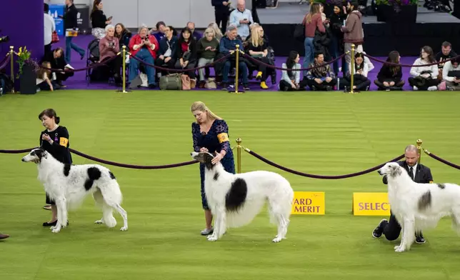 Contestants stand with their borzois in the demo ring at the 150th Westminster Kennel Club Dog Show, Monday, Feb. 2, 2026, in New York. (AP Photo/Angelina Katsanis)