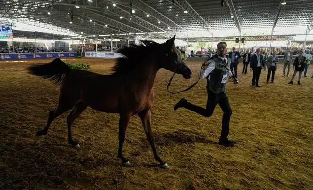 A horse handler performs a routine with his horse during the 18th Palestine Championship for Purebred Arabian Horses, in the West Bank city of Jericho, Thursday, Feb. 12, 2026. (AP Photo/Nasser Nasser)