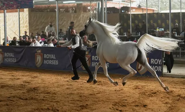 A horse handler performs a routine with his horse Bella Rose, born in 2020, and a bronze champion in her class, while competing during the third and final day of the 18th Palestine Championship for Purebred Arabian Horses, in the West Bank city of Jericho, Saturday, Feb. 14, 2026. (AP Photo/Nasser Nasser)