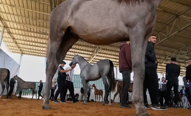 Teams prepare their horses for the upcoming competition during the 18th Palestine Championship for Purebred Arabian Horses, in the West Bank city of Jericho, Thursday, Feb. 12, 2026. (AP Photo/Nasser Nasser)