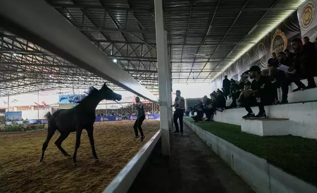 A horse handler performs a routine with his horse during the 18th Palestine Championship for Purebred Arabian Horses, in the West Bank city of Jericho, Thursday, Feb. 12, 2026. (AP Photo/Nasser Nasser)