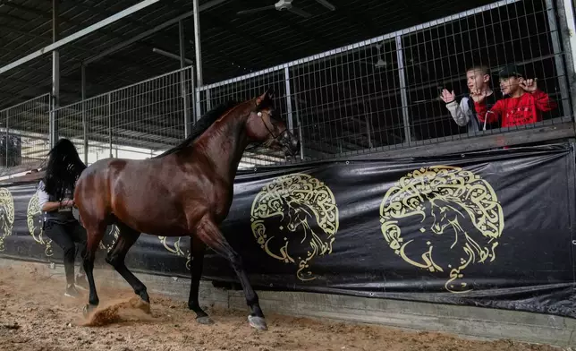 Palestinian children watch the stallion Magic al-Malak, born in 2022, during the third and final day of the 18th Palestine Championship for Purebred Arabian Horses, in the West Bank city of Jericho, Saturday, Feb. 14, 2026. (AP Photo/Nasser Nasser)