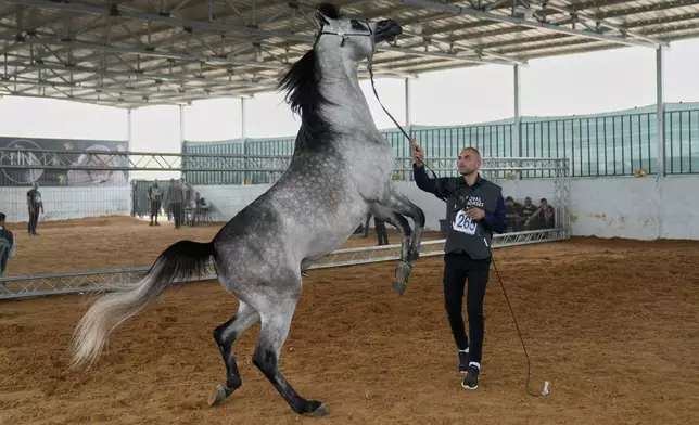A horse handler coaxes his stallion Zayyan al-Majd, born in 2022, and a silver champion in his stallion class, during the third and final day of the 18th Palestine Championship for Purebred Arabian Horses, in the West Bank city of Jericho, Saturday, Feb. 14, 2026. (AP Photo/Nasser Nasser)