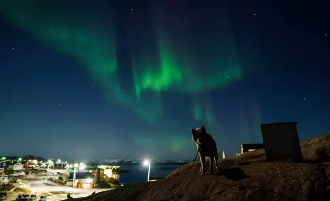 A sled dog stands as the northern lights shine over Ilulissat, Greenland, Wednesday, Jan. 28, 2026. (AP Photo/Evgeniy Maloletka)