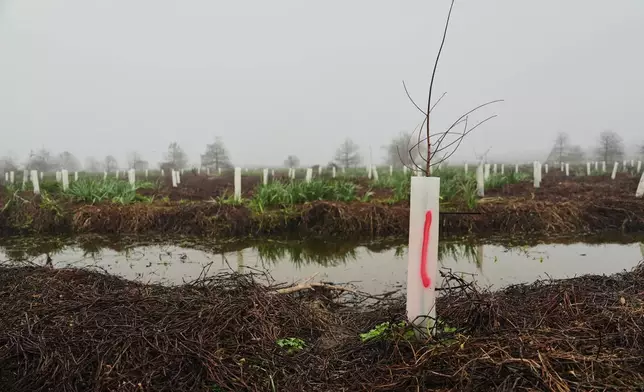 A newly-planted bald cypress tree sits in a wetland as part of restoration efforts Friday, Jan. 23, 2026, in Meraux, La. (AP Photo/Joshua A. Bickel)