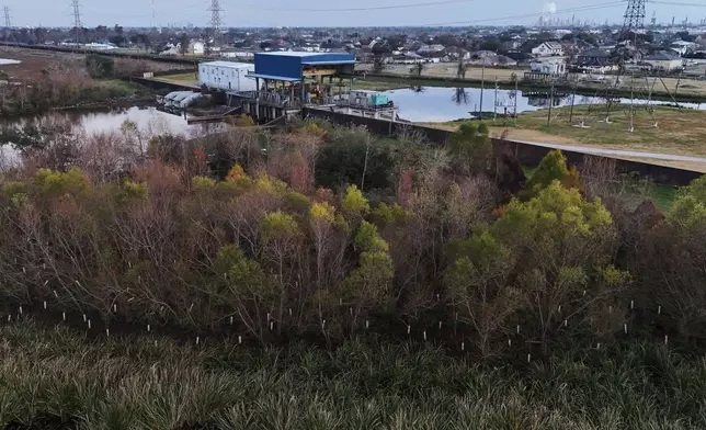 White plastic sleeves protect newly-planted bald cypress trees in a wetland area Thursday, Jan. 22, 2026, in Chalmette, La. (AP Photo/Joshua A. Bickel)