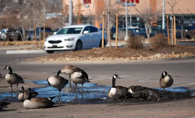 A flock of Canada geese sits in a small bank of dirt-covered snow melting in a parking lot, Friday, Feb. 6, 2026, in Sheridan, Colo. (AP Photo/David Zalubowski)