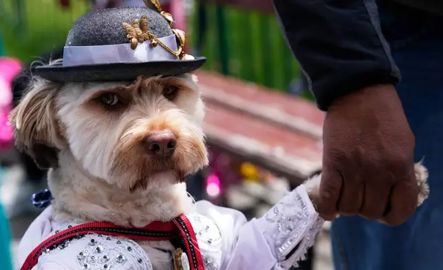 A dog named Bendy is dressed up as the Carnival personality "Chola" during a pet parade and costume contest for the three Carnival personalities of lka, Chola and Pepino in La Paz, Bolivia, Friday, Feb. 13, 2026. (AP Photo/Juan Karita)