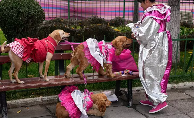 A woman dressed as the Carnival character Pepino prepares her dogs in Chola costumes before a pet parade and costume contest for the three Carnival personalities of lka, Chola and Pepino in La Paz, Bolivia, Friday, Feb. 13, 2026. (AP Photo/Juan Karita)