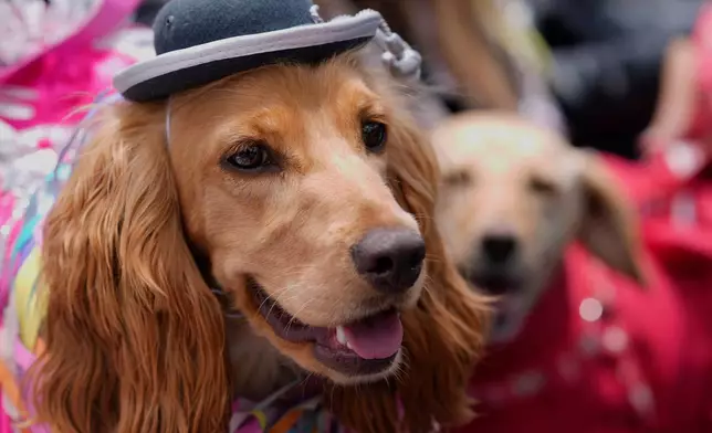 A dog named Mila is dressed up as the Carnival personality "Chola" during a pet parade and costume contest for the three Carnival personalities of lka, Chola and Pepino in La Paz, Bolivia, Friday, Feb. 13, 2026. (AP Photo/Juan Karita)