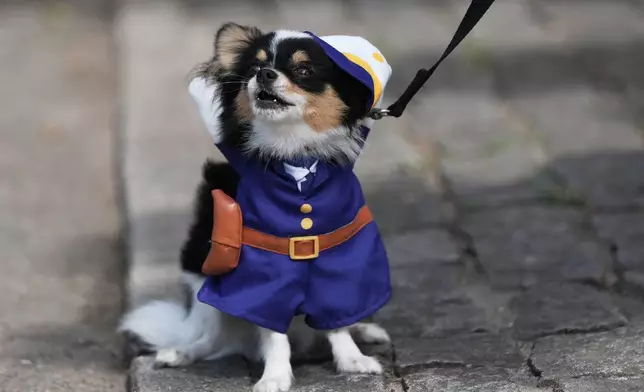 A dog wears a police costume during the "Blocao" Carnival dog parade in Rio de Janeiro, Saturday, Feb. 14, 2026. (AP Photo/Silvia Izquierdo)