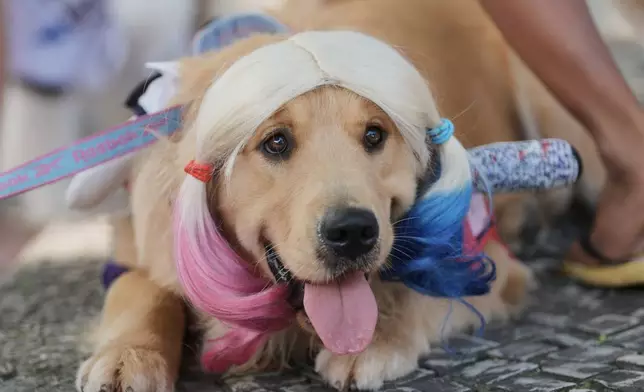 A dog dons a wig during the "Blocao" Carnival dog parade in Rio de Janeiro, Saturday, Feb. 14, 2026. (AP Photo/Silvia Izquierdo)