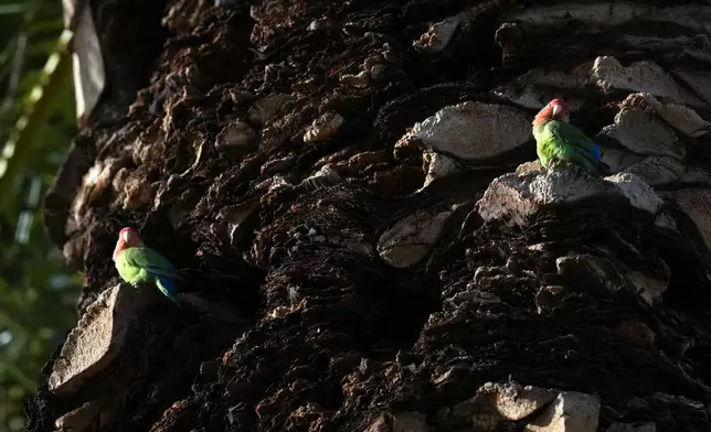 Lovebirds perch in a palm tree in Encanto Park, Jan. 18, 2026, in Phoenix. (AP Photo/Ross D. Franklin)